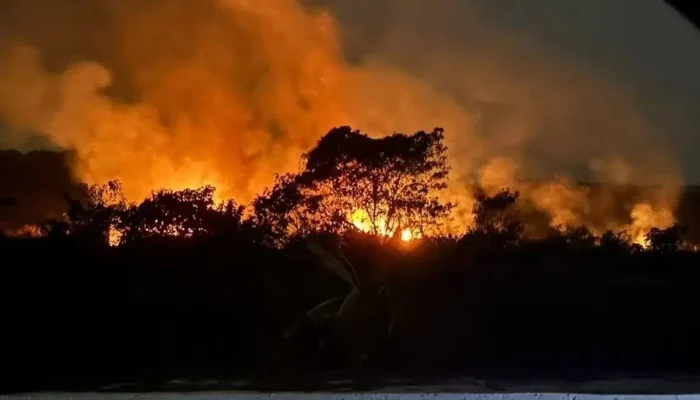 Belasan Perusahaan Diduga Karhutla, Kalimantan Paling Banyak!