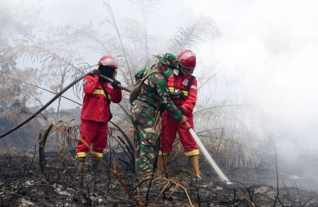 Pemandangan kebakaran hutan dan lahan serta kabut asap yang menyelimuti wilayah terdampak
